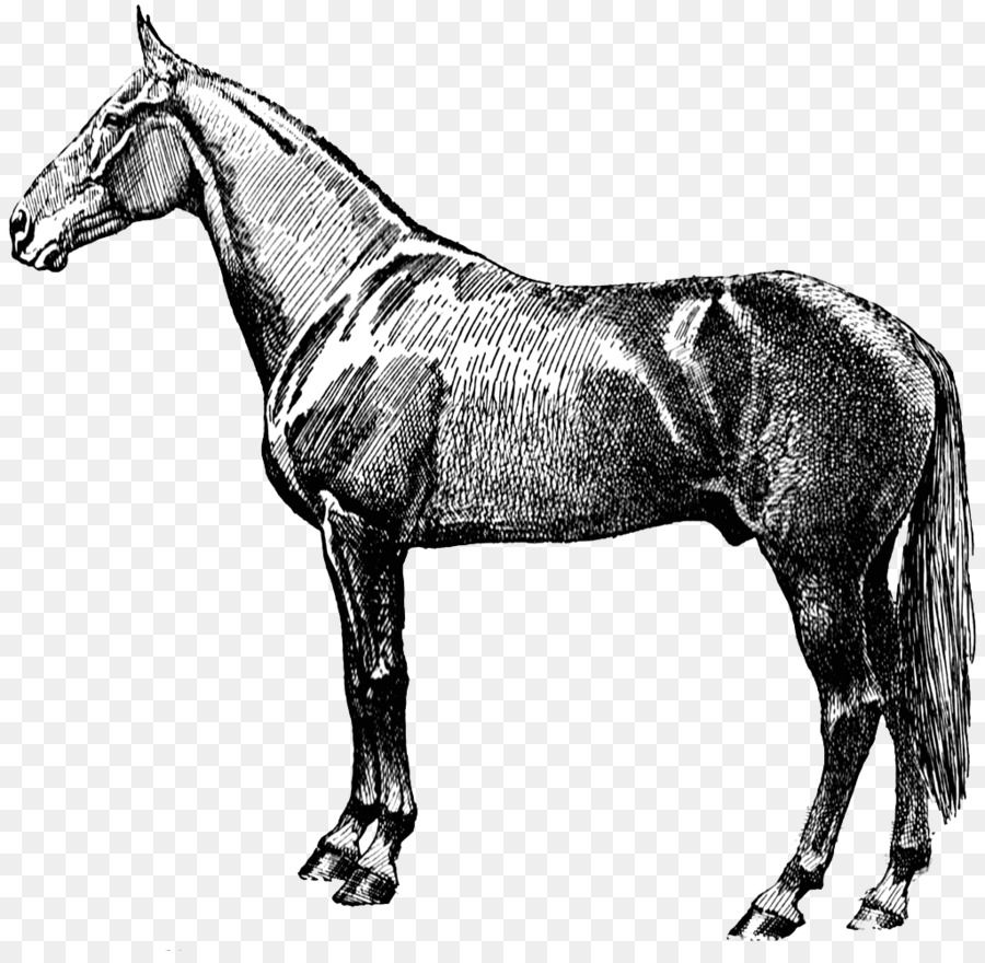 Caballo，Bosquejo PNG