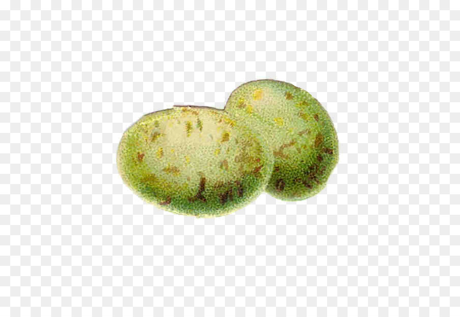 Conejito De Pascua，Pascua PNG