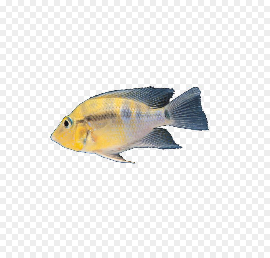 Los Peces，Descargar PNG