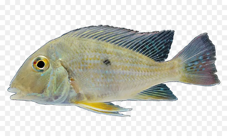 Los Peces，Los Peces De Agua Dulce PNG