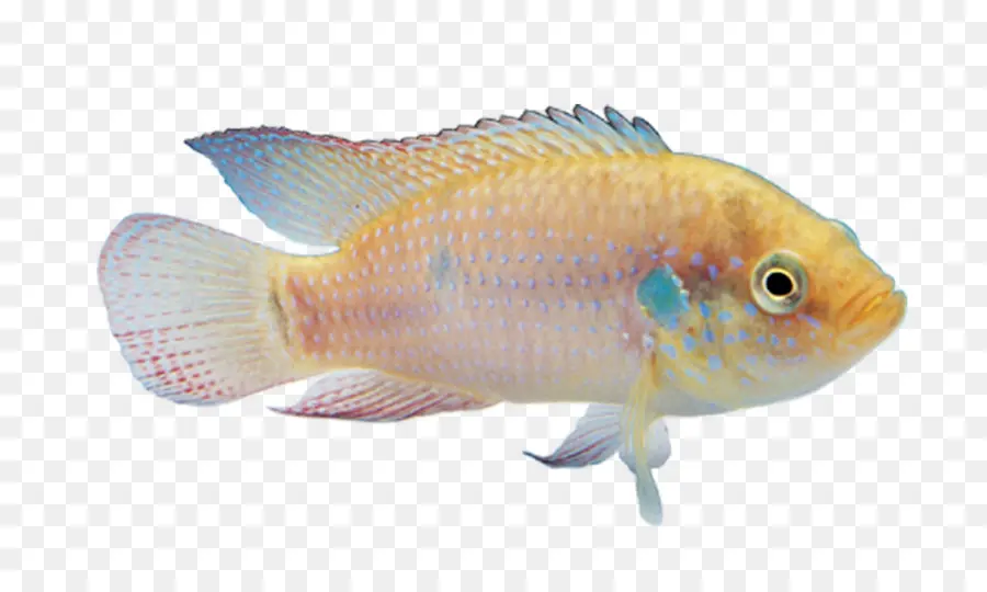 Pez，Mar PNG