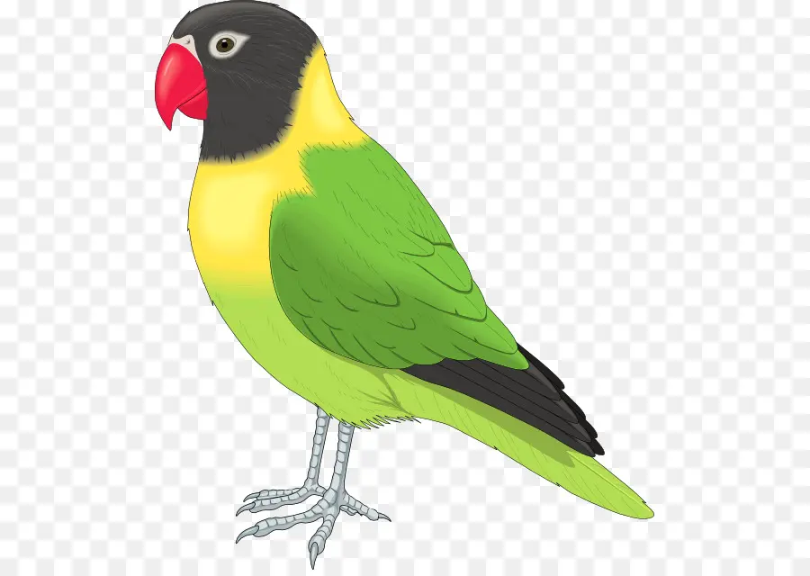 Pájaro，Agapornis PNG