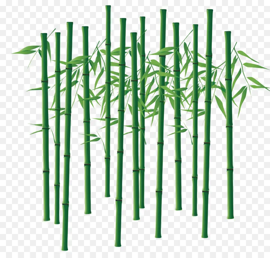 Bambú，Bamboe PNG