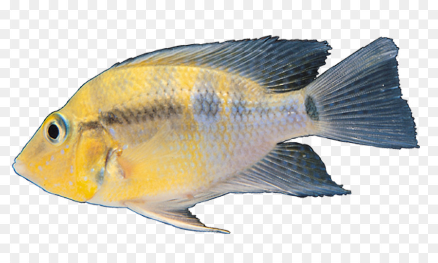 Los Peces，Descargar PNG