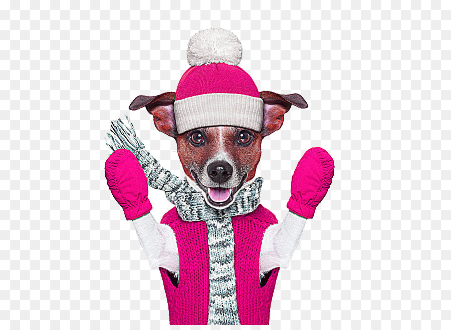 Perro En Ropa De Invierno，Manoplas Rosas PNG