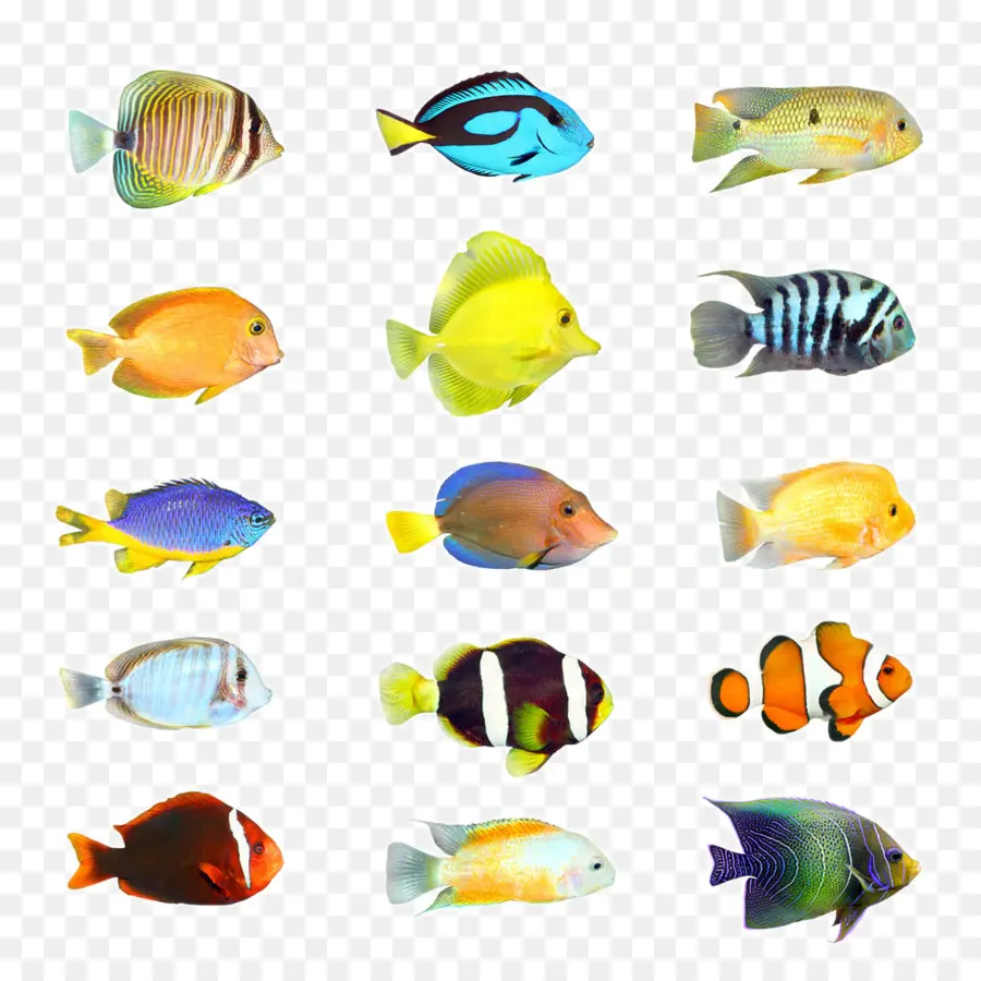 Peces Tropicales，Los Peces PNG