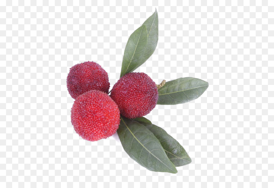 Berry，Morella Rubra PNG