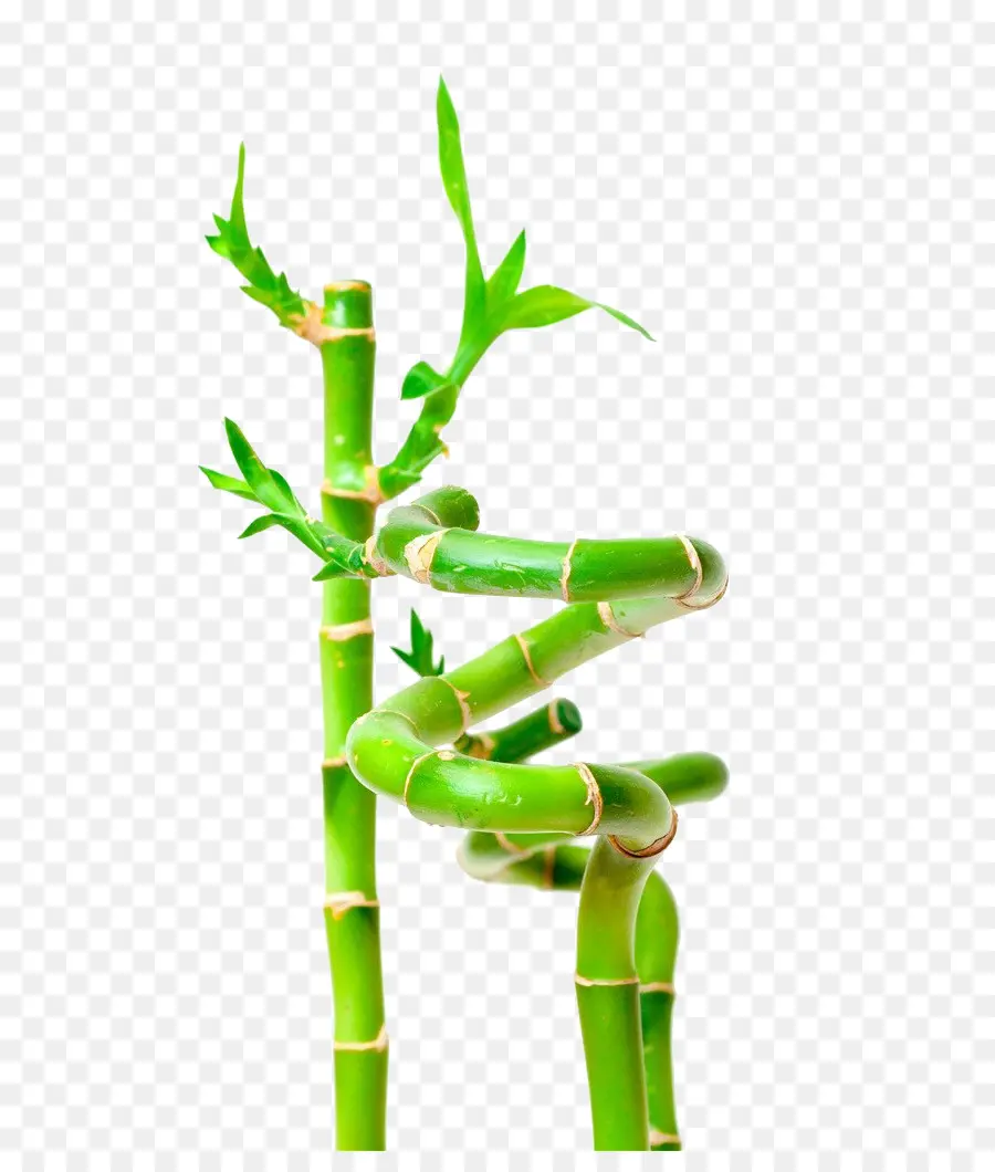 Lucky Bamboo，Bamboo PNG