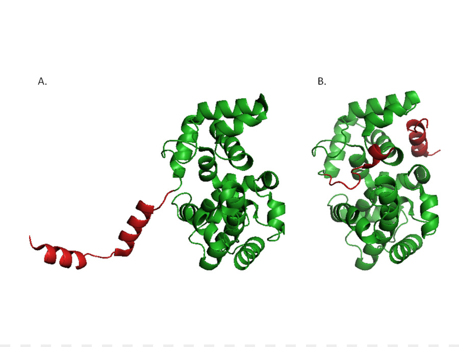 Internacional Genéticamente Máquina，E Coli PNG