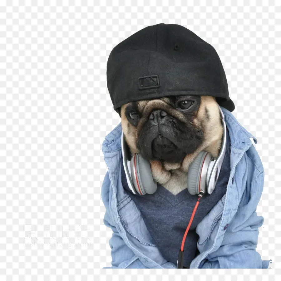 Pug Con Auriculares，Mascota PNG