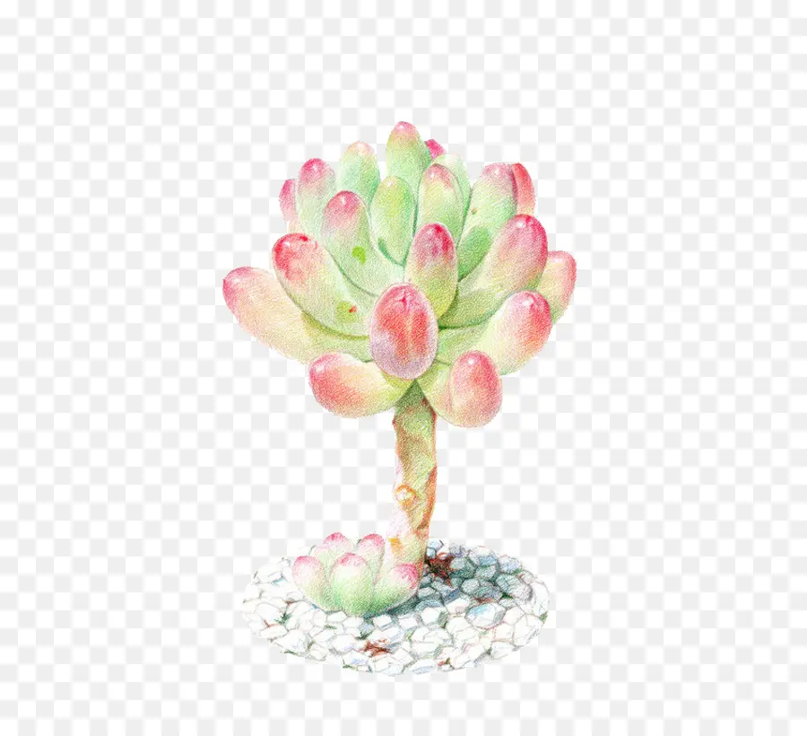 Planta Suculenta，Pintura A La Acuarela PNG