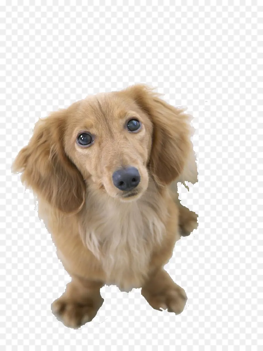 Dachshund，Pug PNG