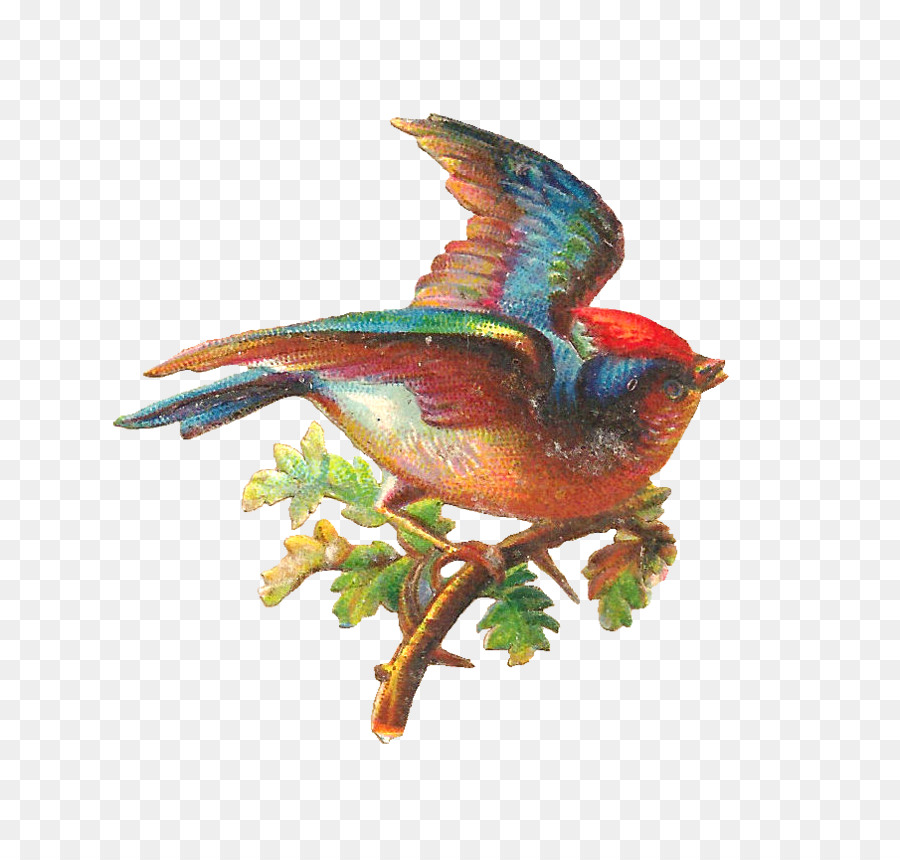 Pájaro，Roble PNG