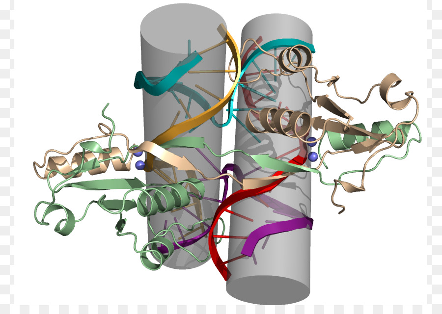 Estructura De La Proteína，Molécula PNG