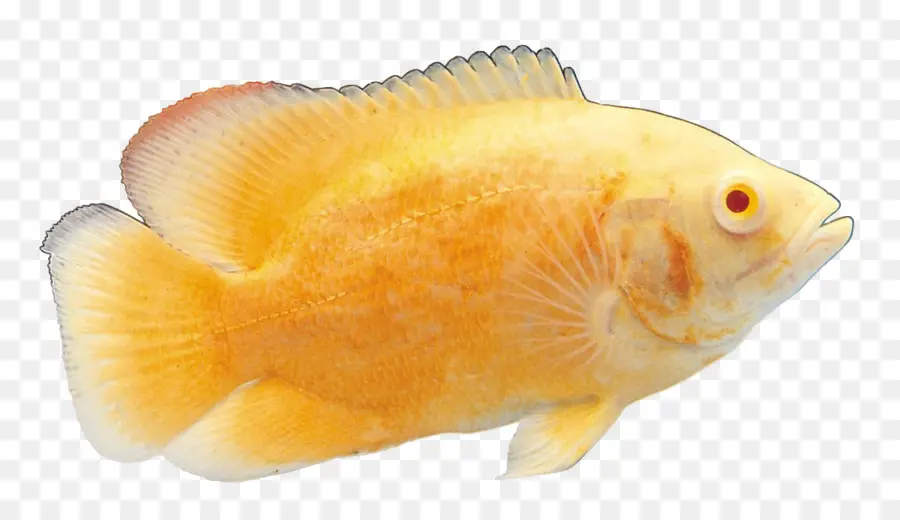 La Carpa Común，Carassius Auratus PNG