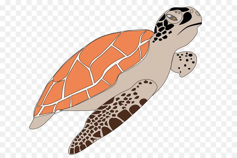 Tortuga，Tortuga De Mar PNG