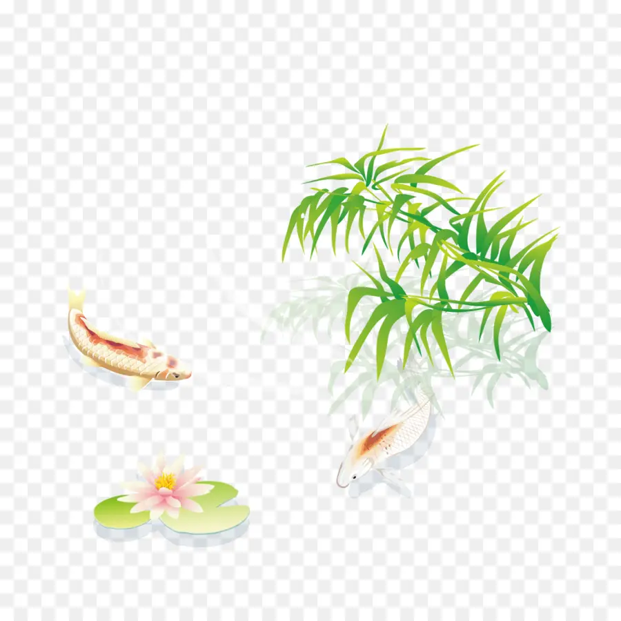 Koi，Nelumbo Nucifera PNG