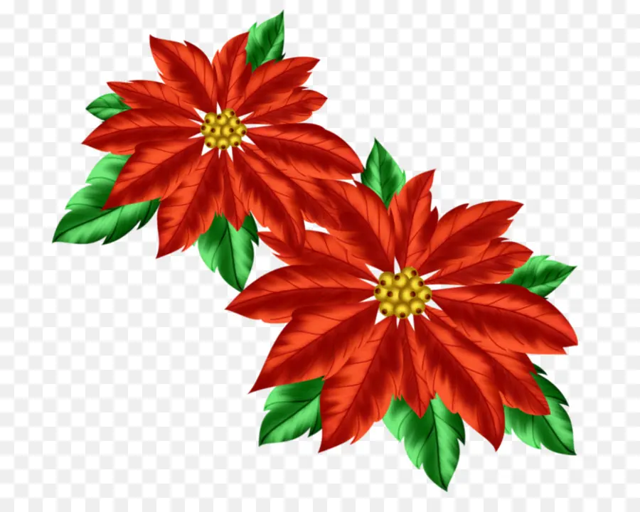 Flor De Pascua，Rojo PNG