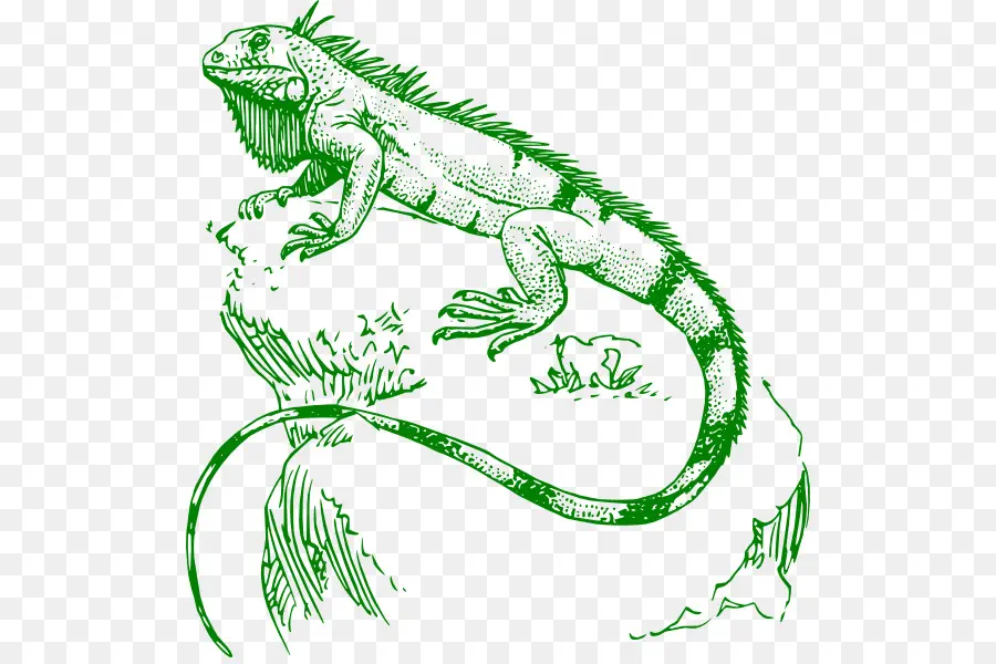 Lagarto，Reptil PNG