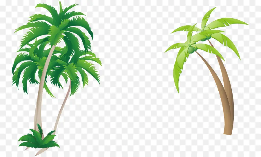 Arecaceae，Coco PNG
