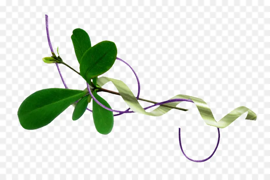 Hoja，Flor PNG