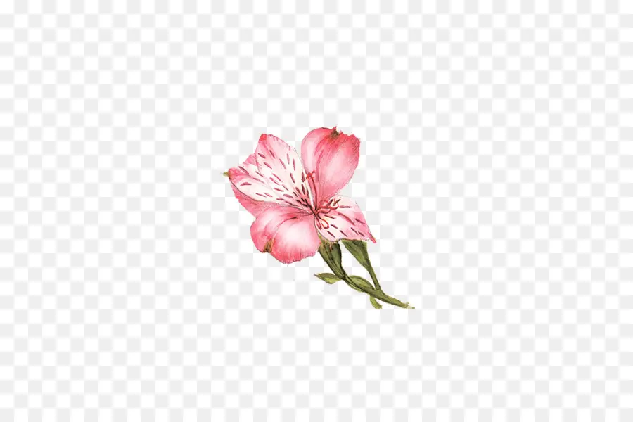 Flor，Lilium PNG