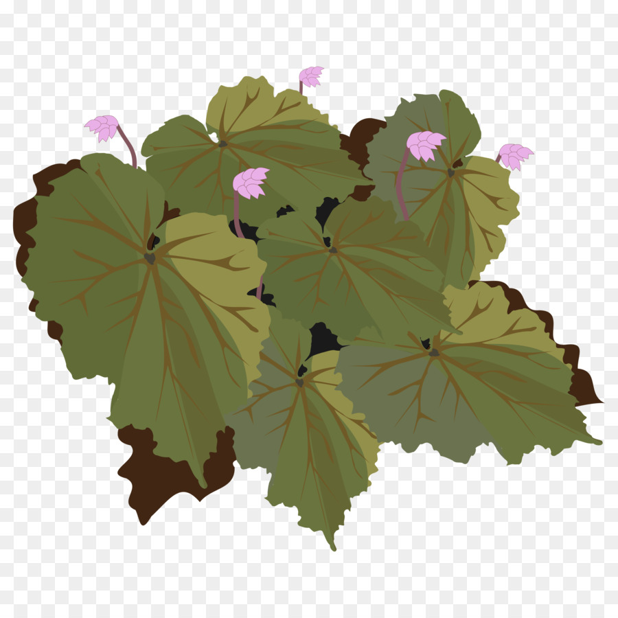 Begonia，Dibujo PNG