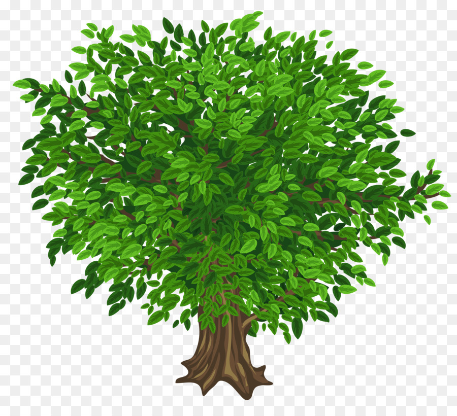 árbol，Libre De Contenido PNG