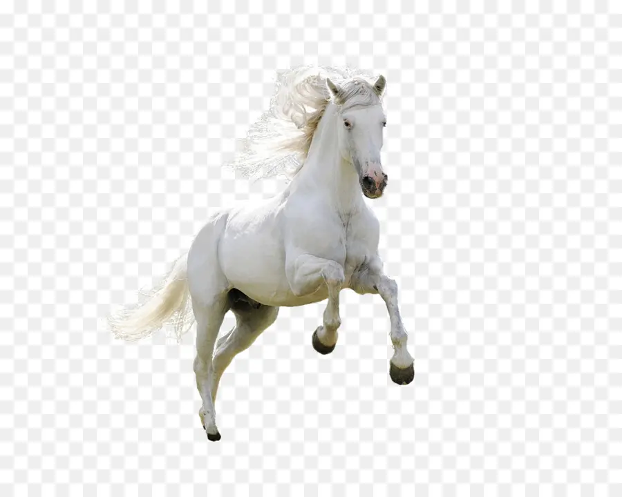 Caballo，Descargar PNG