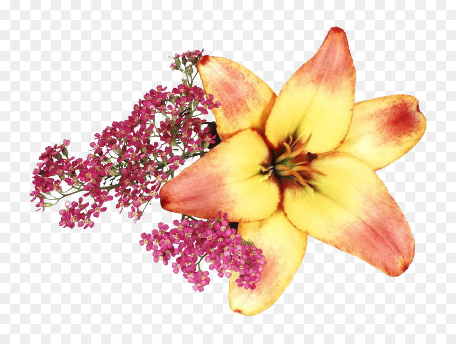 Lilium，Dibujo PNG