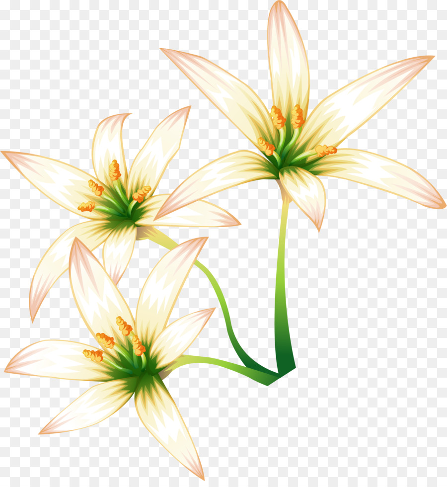 Lilio，Flor PNG