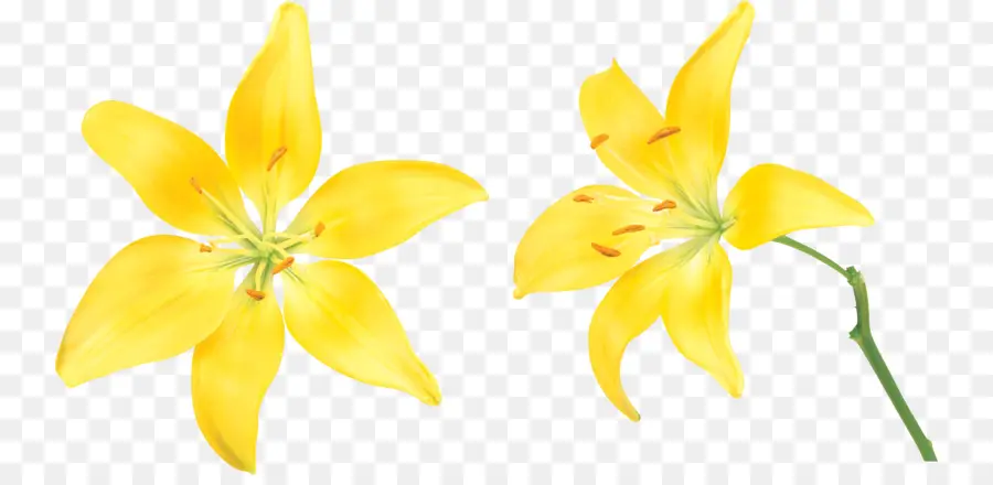 Lilio，Flor PNG