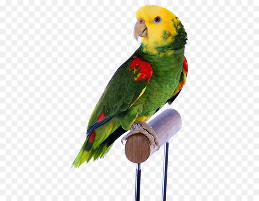 Pájaro，Parrot PNG