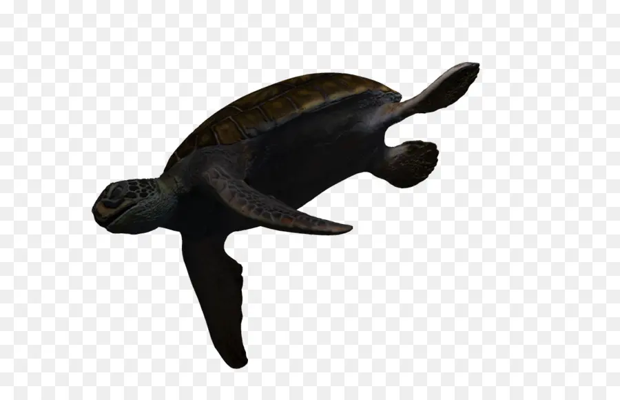 Tortuga De Mar，Tortuga PNG