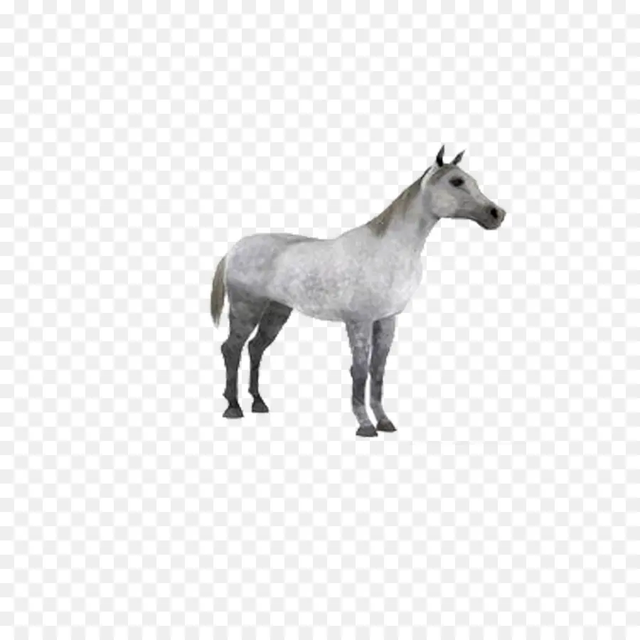 Caballo，Autodesk 3ds Max PNG