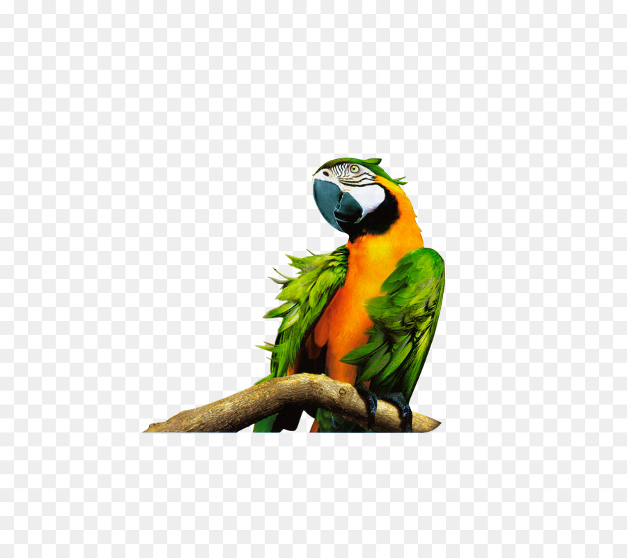 Loro，Vistoso PNG