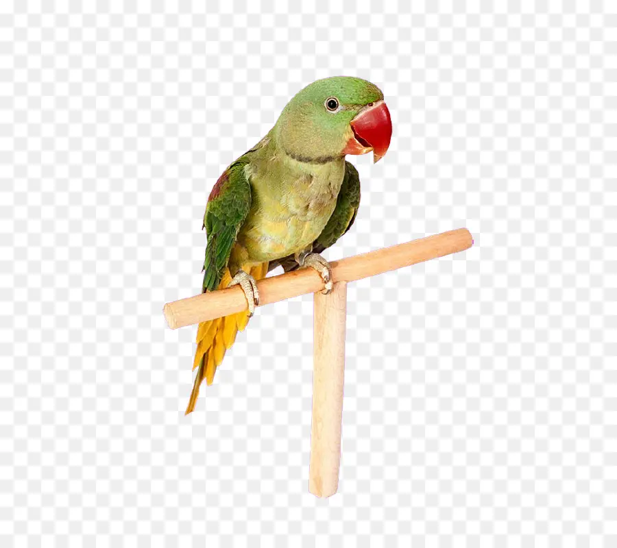 Loro，Verde PNG