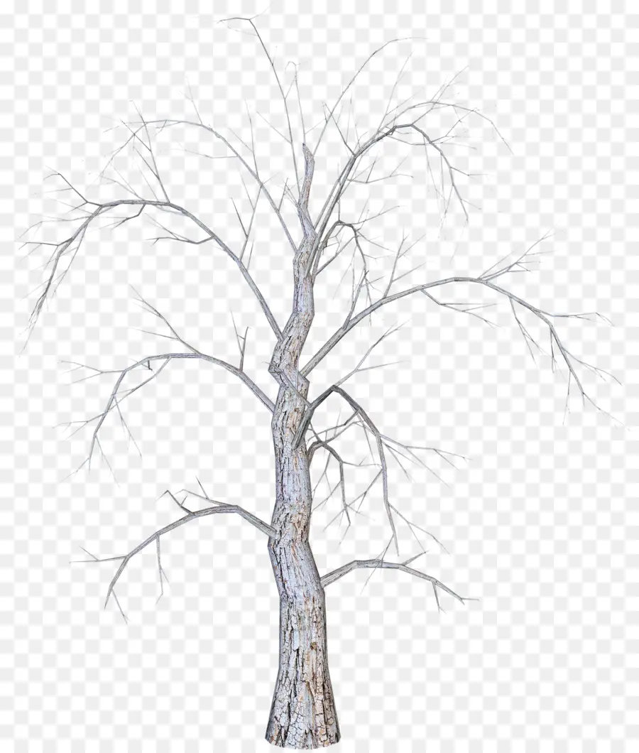 Ramita，árbol PNG