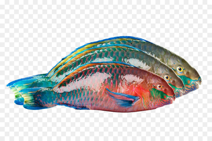 Peces Coloridos，Acuático PNG