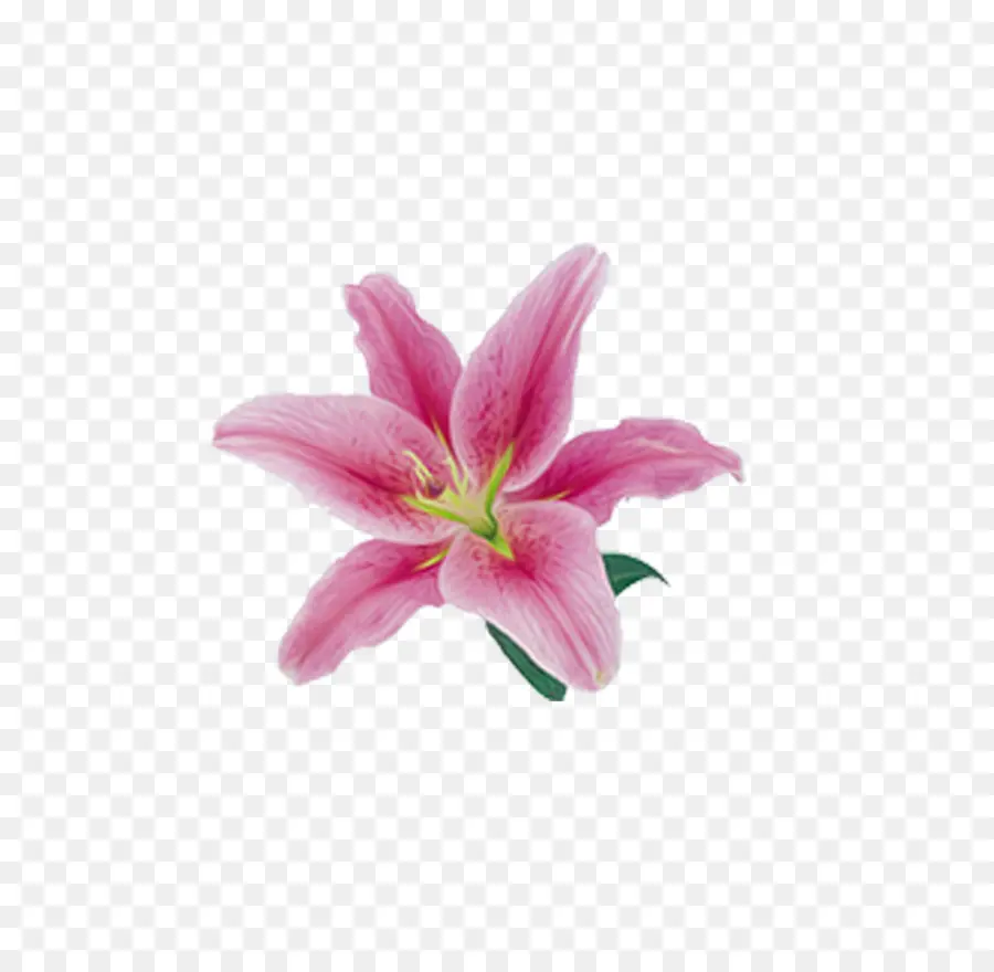 Lilio，Flor PNG