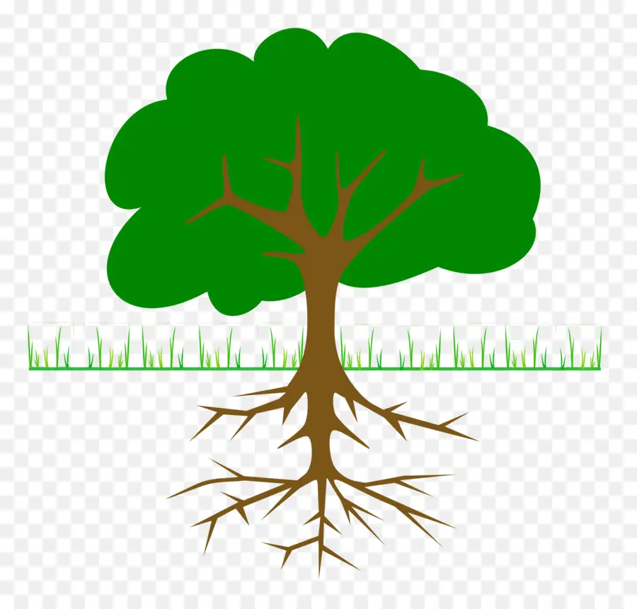 árbol，Raíz PNG