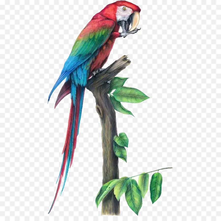 Pájaro，Parrot PNG