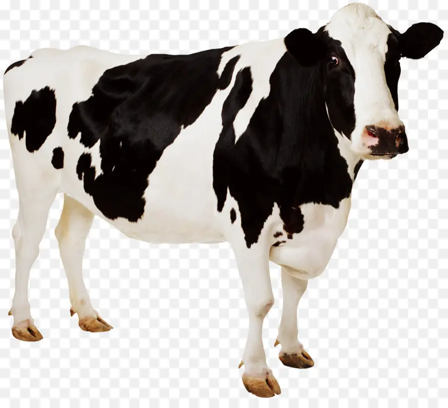 Ganado Holstein Friesian，Guernsey Ganado PNG