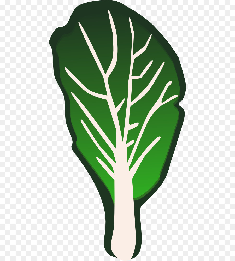 Daikon，Vegetal PNG