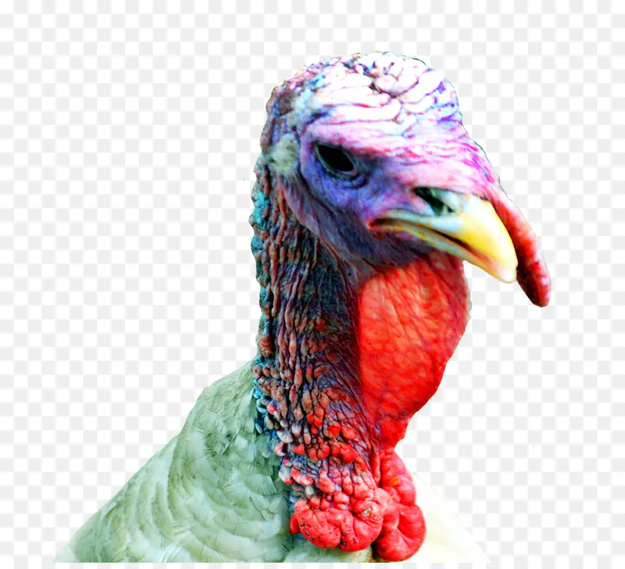 Pavo，Pájaro PNG