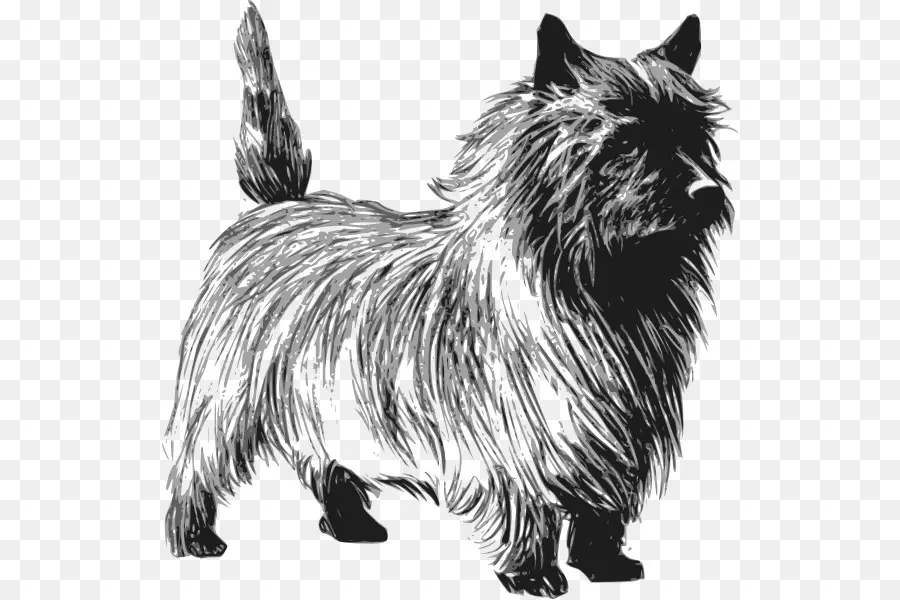 Cairn Terrier，Terrier De Rata PNG