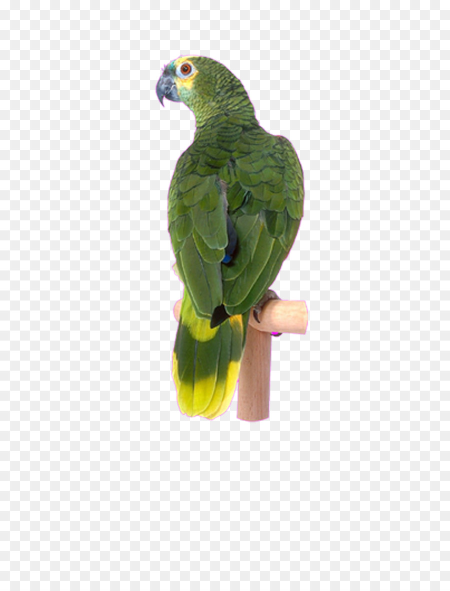 Pájaro，Cacatúa PNG