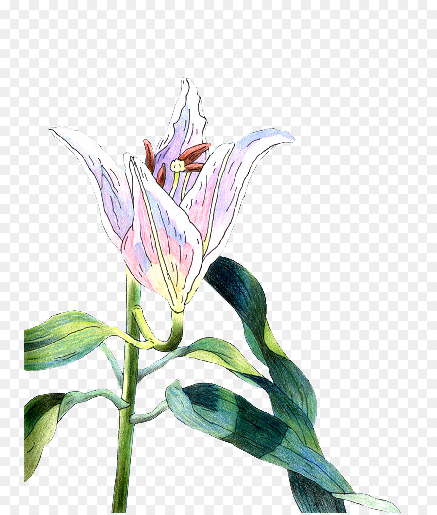 Lilium，Descargar PNG