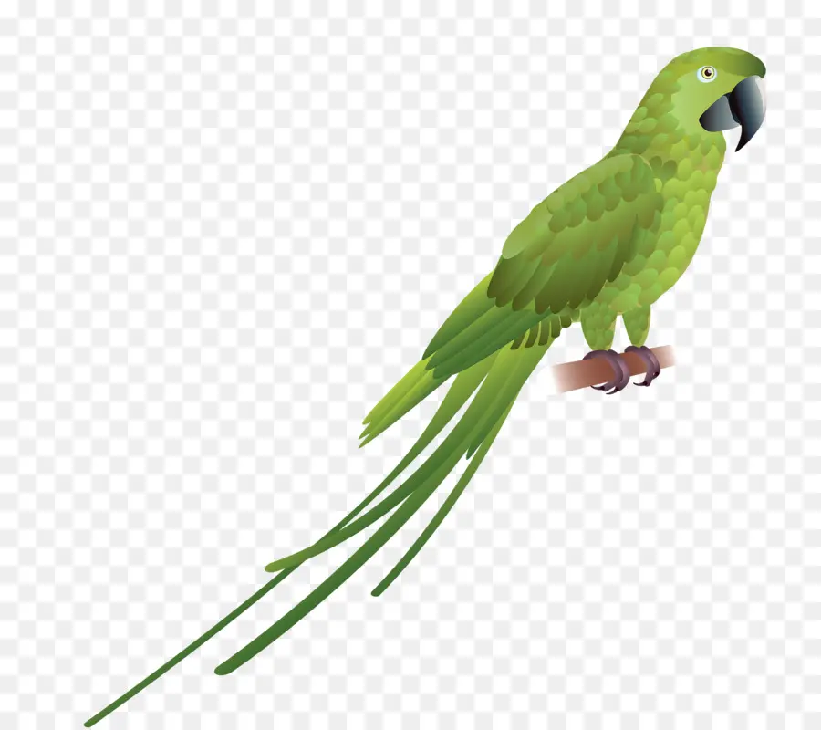 Loro Verde，Loro PNG