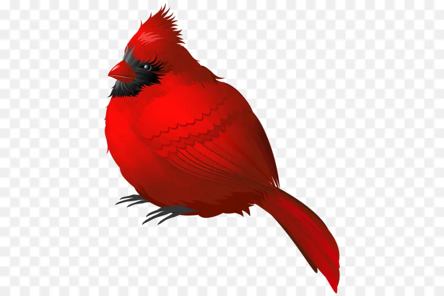 Pájaro，Songbird PNG